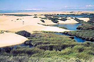 Nipomo Dunes